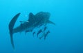 Whale Shark swims away Royalty Free Stock Photo