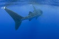 Whale Shark Swims by with Its Massive Tale