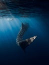 Whale shark tail in ocean. Silhouette of giant shark underwater Royalty Free Stock Photo