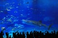 Whale shark in the tank with the tourist silhouette Royalty Free Stock Photo