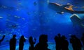 Whale shark in the tank with the tourist silhouette