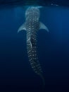 Whale shark in transparent ocean. Giant shark swimming underwater