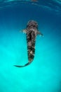 Whale shark on turquoise water