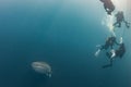 Whale Shark underwater approaching a scuba diver Royalty Free Stock Photo