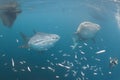 Whale Shark underwater approaching a scuba diver under a boat in the deep blue sea Royalty Free Stock Photo