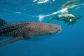 Whale shark and underwater photographer Royalty Free Stock Photo