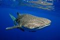 Whale shark underwater picture.