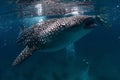 Whale shark Royalty Free Stock Photo