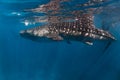 Whale shark watching Oslob