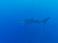 Whale shark (Rhincodon typus), Maldives Royalty Free Stock Photo