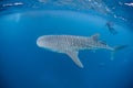 Whale Shark 3 Royalty Free Stock Photo