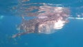 Whale shark, cebu island, Filipino