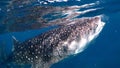 Whale shark, Cebu island, Filipino