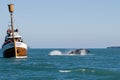 Whale show Royalty Free Stock Photo
