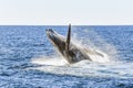 Whale showing off while breaching in the ocean Royalty Free Stock Photo