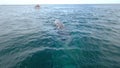 whale sighting off the coast of Baja California in Mexico