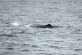 Whale simming in the pacific ocean Royalty Free Stock Photo