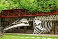 Whale skeleton on display at Paleontology museum in Colonia del