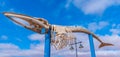 Whale skeleton displayed at Fuerteventura, Canary islands, Spain