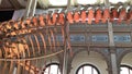 Whale skeleton exhibition in Chile
