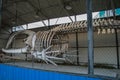 Whale skeleton exposed on the street behind the net. Sightseeing of Yakutsk.