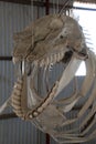 Whale skeleton head and teeth
