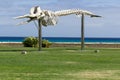 The whale skeleton in Morro Jable- Fuerteventura, Canary Islands