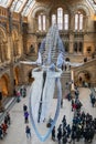 Whale skeleton in Natural History Museum, London Royalty Free Stock Photo