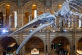 Whale skeleton in Natural History Museum, London Royalty Free Stock Photo