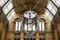 The whale skeleton in Natural History Museum, London