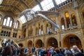 The whale skeleton in Natural History Museum, London