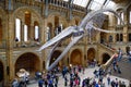 The whale skeleton in Natural History Museum, London