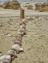 Whale skeleton in Wadi El Hitan (Valley of the Whales), paleontological site in the Faiyum (Egypt)