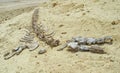 Whale skeleton in Wadi El Hitan (Valley of the Whales), paleontological site in the Faiyum (Egypt)