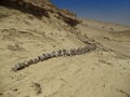 Whale skeleton in Wadi El Hitan (Valley of the Whales), paleontological site in the Faiyum (Egypt)