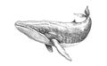 Whale sketch hand drawn underwater world illustration Royalty Free Stock Photo