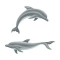 Whale species animals set. Dolphins ocean or sea mammals, underwater fauna vector illustration Royalty Free Stock Photo