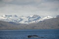 Whale in Strait of Magellan