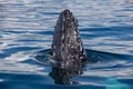 Samana Bay Whales