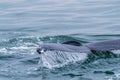 Whale surfacing in Walvis Bay Royalty Free Stock Photo