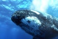 Whale swimming in the blue ocean. This is a computer generated and 3d rendered picture. Royalty Free Stock Photo