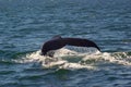 Whale Tail 2