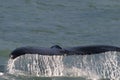 Whale Tail Alaska Royalty Free Stock Photo