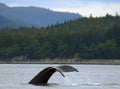 Whale Tail, Alaska Royalty Free Stock Photo