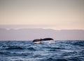 Whale tail 3 Royalty Free Stock Photo