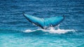 Whale Tail Breaking Ocean Surface Royalty Free Stock Photo