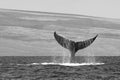 Whale Tail Close Up Dripping Water Black and White Royalty Free Stock Photo