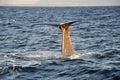 Whale tail close up, North Sea Royalty Free Stock Photo