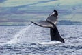 Humpback Whale Tail Emerges from Ocean in Hawaii