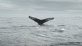 Whale tail fins on surface of ocean. Amazing underwater fauna of wildlife. Polar seascape